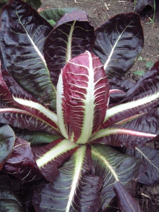 Picture of Chicory Rossa Di Treviso